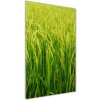 Vertikálny foto obraz akryl do obývačky Plantáž ryža 50x100 cm Vertikálny foto obraz akryl do obývačky Plantáž ryža 50x100 cm