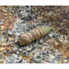 FISHUP Pupa 1,2 FISHUP Pupa 1,2