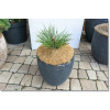 Pinus ponderosa 'Margaret' - !!!!!!!!!!!! (Pinus ponderosa 'Margaret' - !!!!!!!!!!!!) Pinus ponderosa 'Margaret' - !!!!!!!!!!!! (Pinus ponderosa 'Margaret' - !!!!!!!!!!!!)
