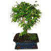 Zelkova 701 - izbové bonsaje Zelkova 701 - izbové bonsaje