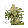 Dutch Passion - Oh My Gusher Auto 7 ks - semená neobsahujú THC Dutch Passion - Oh My Gusher Auto 7 ks - semená neobsahujú THC