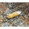 FISHUP Pupa 1,2 FISHUP Pupa 1,2
