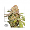 Dutch Passion - Auto MAC #1 7 ks - semená neobsahujú THC Dutch Passion - Auto MAC #1 7 ks - semená neobsahujú THC