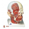 Model ľudskej hlavy so svalmi a nervami (Anatomické modely) Model ľudskej hlavy so svalmi a nervami (Anatomické modely)