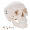 Mini Human Skull Model, 3 part - skullcap, base of skull, mandible (Anatomické modely) Mini Human Skull Model, 3 part - skullcap, base of skull, mandible (Anatomické modely)