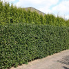 Cezmína Blue Prince 25-35cm, 2l Ilex Blue Prince Cezmína Blue Prince 25-35cm, 2l Ilex Blue Prince