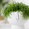 Rhipsalis cassutha obrovská závesná palica xxl (Rhipsalis cassutha obrovská závesná palica xxl) Rhipsalis cassutha obrovská závesná palica xxl (Rhipsalis cassutha obrovská závesná palica xxl)