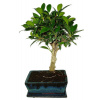 Ficus retusa - figovník - bonsai 715 Ficus retusa - figovník - bonsai 715