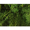Islandský aranžérsky mach 500 g - trávový zelený Islandský aranžérsky mach 500 g - trávový zelený