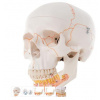 Classic Human Skull Model, with Opened Lower Jaw, 3 part (Anatomické modely) Classic Human Skull Model, with Opened Lower Jaw, 3 part (Anatomické modely)