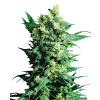 Sensi Seeds Cannabis Shiva Shanti II® Regular, 10 ks Sensi Seeds Cannabis Shiva Shanti II® Regular, 10 ks