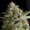 Pyramid Seeds American Pie Balenie: 5 Pyramid Seeds American Pie Balenie: 5