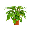 Philodendron xanadu 19x40 cm Philodendron xanadu 19x40 cm