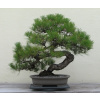Bonsai - Bonsai TREE - borovica (Bonsai - Bonsai TREE - borovica) Bonsai - Bonsai TREE - borovica (Bonsai - Bonsai TREE - borovica)