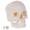 Microcephalic Human Skull Model (Anatomické modely) Microcephalic Human Skull Model (Anatomické modely)