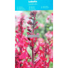 Vodné rastliny - Lobelia cardinalis Vodné rastliny - Lobelia cardinalis