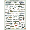 EUROGRAPHICS Puzzle Sladkovodné ryby 1000 dielikov EUROGRAPHICS Puzzle Sladkovodné ryby 1000 dielikov
