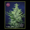 Élite Seeds - Goliat Auto 7 ks - Semená neobsahujú THC Élite Seeds - Goliat Auto 7 ks - Semená neobsahujú THC