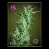 Élite Seeds - Élite 47 Auto 3 ks - Semená neobsahujú THC Élite Seeds - Élite 47 Auto 3 ks - Semená neobsahujú THC