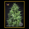 Élite Seeds - Llimonet Haze Ultra CBD 3 ks - Semená neobsahujú THC Élite Seeds - Llimonet Haze Ultra CBD 3 ks - Semená neobsahujú THC