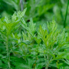Palina Černobyľ - Artemisia vulgaris - semená - 130 ks Palina Černobyľ - Artemisia vulgaris - semená - 130 ks