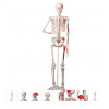 Skeleton Model with Painted Muscle Origins and Inserts - Max (Anatomické modely) Skeleton Model with Painted Muscle Origins and Inserts - Max (Anatomické modely)