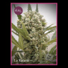 Élite Seeds - La Katana 3 ks - Semená neobsahujú THC Élite Seeds - La Katana 3 ks - Semená neobsahujú THC