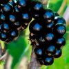 Pienna Black Currant s hrncom umenia. 175d (Pienna Black Currant s hrncom umenia. 175d) Pienna Black Currant s hrncom umenia. 175d (Pienna Black Currant s hrncom umenia. 175d)