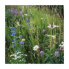 Margarétková lúka - Planta Naturalis - lúčna zmes - 40 g Margarétková lúka - Planta Naturalis - lúčna zmes - 40 g