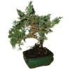 Juniperus - Borievka 757 - vonkajšie bonsaje Juniperus - Borievka 757 - vonkajšie bonsaje