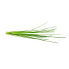 Smart Garden Pažitka PCW-017 Smart Garden Pažitka PCW-017