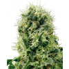 Sensi Seeds Pure Power Plant neobsahuje THC 3 ks Sensi Seeds Pure Power Plant neobsahuje THC 3 ks