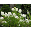 Hydrangea paniculata 'Grandiflora' EXTRA (Hortenzia metlinatá Veľkokvetá 'Grandiflora') Hydrangea paniculata 'Grandiflora' EXTRA (Hortenzia metlinatá Veľkokvetá 'Grandiflora')