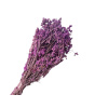 Sušené kvety Helichrysum Italicum 80g - Kari slamienka - fialová Sušené kvety Helichrysum Italicum 80g - Kari slamienka - fialová