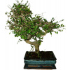 Zelkova 342 - izbové bonsaje Zelkova 342 - izbové bonsaje