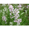 Levanduľa úzkolistá Rosea - Lavandula angustifolia Rosea (kontajner VKR1,5) Levanduľa úzkolistá Rosea - Lavandula angustifolia Rosea (kontajner VKR1,5)