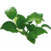 Dennerle Plants Anubias barteri - 1 ks Dennerle Plants Anubias barteri - 1 ks