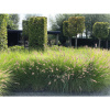 Perovec psiarkovitý FloraSelf Pennisetum alopecuroides 'Red Head' 20-40 cm kvetináč 3 l Perovec psiarkovitý FloraSelf Pennisetum alopecuroides 'Red Head' 20-40 cm kvetináč 3 l