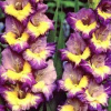 Gladiolus Dynamit Gladiolus Dynamit