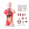 SucceBuy Model ľudského tela 125x75x280MM, učebné pomôcky pre študentov SucceBuy Model ľudského tela 125x75x280MM, učebné pomôcky pre študentov