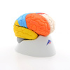 Neuroanatomický mozog, 8 častí (Anatomické modely) Neuroanatomický mozog, 8 častí (Anatomické modely)