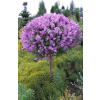 Mayer Miniature Lilac Palibin krásna na kufri (Mayer Miniature Lilac Palibin krásna na kufri) Mayer Miniature Lilac Palibin krásna na kufri (Mayer Miniature Lilac Palibin krásna na kufri)