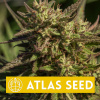 Atlas Seed Neon Cowgirl Fast Version neobsahuje THC 5 semen Atlas Seed Neon Cowgirl Fast Version neobsahuje THC 5 semen