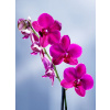 Feng shui fotografia - Orchidea (na mieru) - rozmery M (65 x 50 cm) Feng shui fotografia - Orchidea (na mieru) - rozmery M (65 x 50 cm)