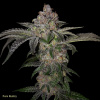 T.H.Seeds™ Cannabis Seeds Pure Runtzy, rôzne balenie, feminizované 6+1 pcs T.H.Seeds™ Cannabis Seeds Pure Runtzy, rôzne balenie, feminizované 6+1 pcs
