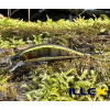 Wobler ILLEX Tricoroll 55 S - Amago Wobler ILLEX Tricoroll 55 S - Amago