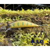 Wobler ILLEX Tricoroll 55 S - Truitelle Wobler ILLEX Tricoroll 55 S - Truitelle