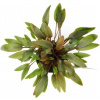 Dennerle Plants Cryptocoryne wendtii - Compact - 1 ks Dennerle Plants Cryptocoryne wendtii - Compact - 1 ks