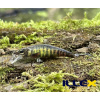 Wobler ILLEX Tricoroll 43 SHW - RT Spawning Vairon Wobler ILLEX Tricoroll 43 SHW - RT Spawning Vairon