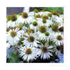 Echinacea purpurová Primadonna White - Echinacea purpurea - semená echinacey - 15 ks Echinacea purpurová Primadonna White - Echinacea purpurea - semená echinacey - 15 ks